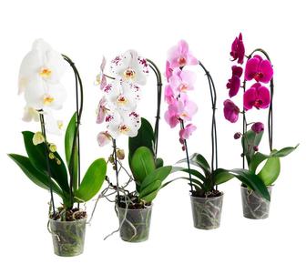 Орхидея прекрасный подарок