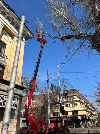 Спилим деревья в Алматы качественно, быстро и недорого.