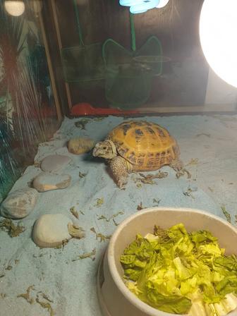 Домашняя Черепаха с террариумом