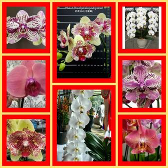 Продам орхидеи из домашней коллекции