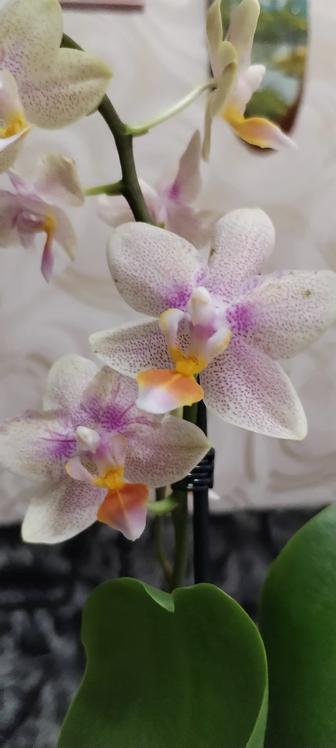 Цветущая орхидея сорт мелисса