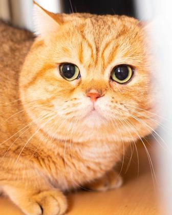 Британский золотой котенок чистопородный, возраст 3,5 месяца.