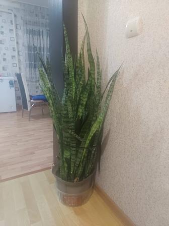 Продам комнатное растение для офиса и дома