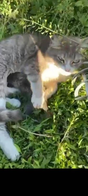 Кошка с новорожденным котенком