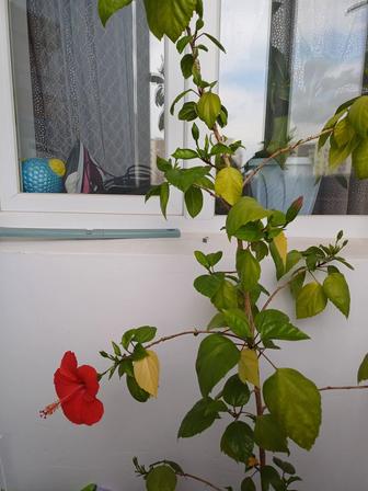 Продам комнатное растение( китайская роза)
