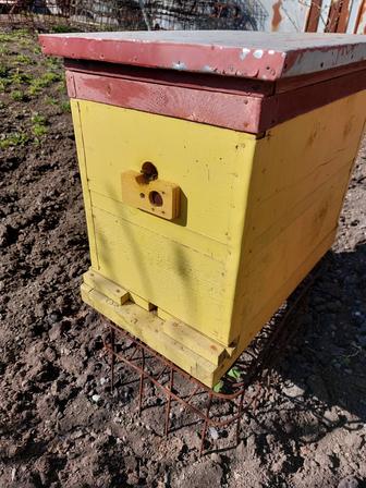 Продам пчел