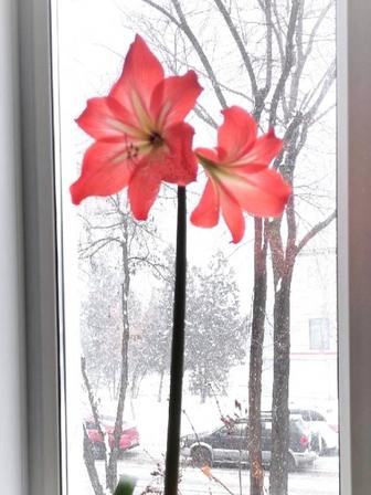 Гипеаструм Амариллис Комнатная лилия Комнатные цветы