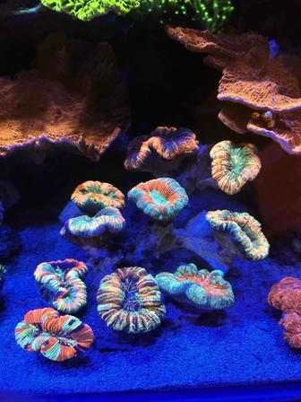 Кораллы живые на заказ
