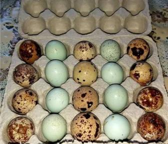 Бодене жумырткасы Перепелиные яйцо