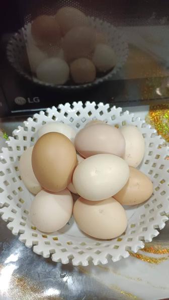 Продам Яйца Домашние
