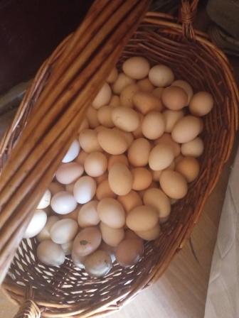 Продам инкубационное яйцо , чистопородные кученские куры