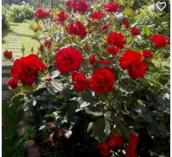 Продам многолетние местные цветы,пионы,розы,георгины