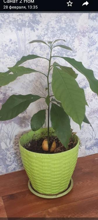 Авокадо живое растение. Здровое растение .