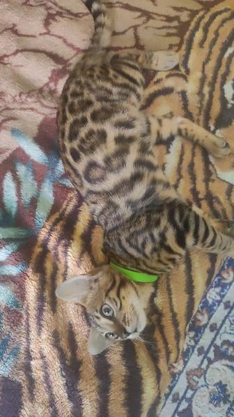 Продам котенка Бенгальской породы девочка 8 месяцев.