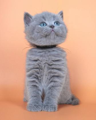 Британские котята голубого и лилового окраса