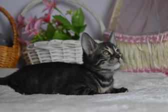 Charcoal Bengal - Бенгальский котёнок