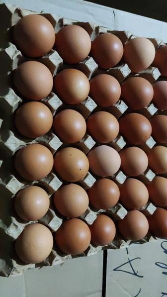 Инкубационное яйцо Ломан Браун в наличии