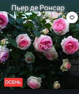 Саженцы сортовых роз