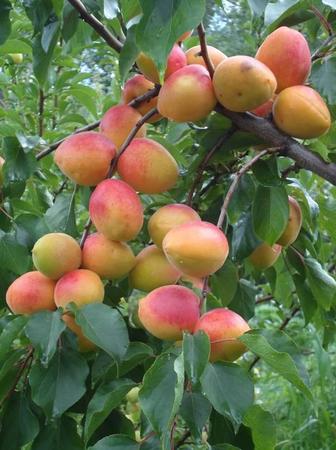 Саженцы плодовых деревьев черешня, яблоня, персик, слива, абрикос