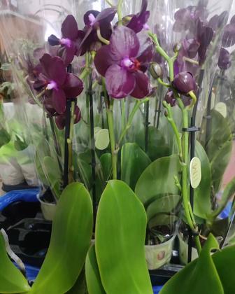Отцветшие Орхидеи сорт сого релакс 2 цветоноса