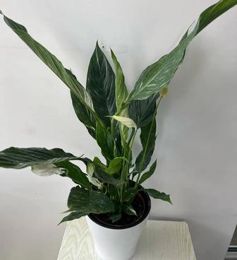Комнатные растения Антуриум50-60 см , Драцена 70-80см