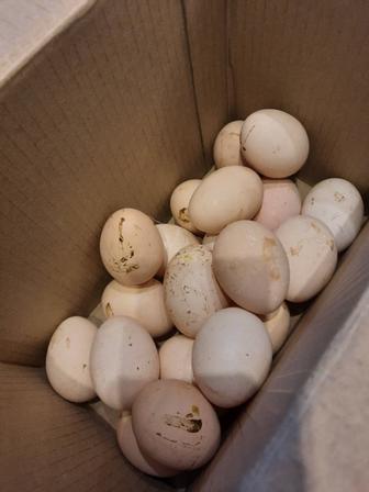 Домашние куриные яйца.