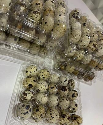 Инкубатор бөдене жумырткасы инкубационные яйца перепелов