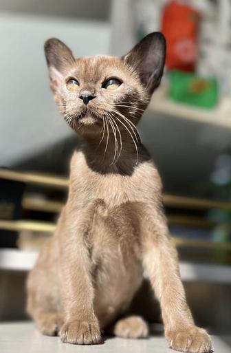 Шёлковые котята породы Бурма