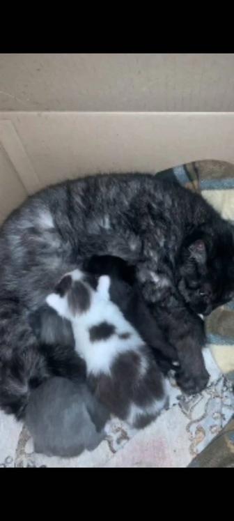 Кошка с новорожденными котятами добрым людям