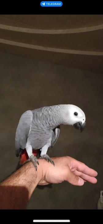 Продам ручного попугая жако