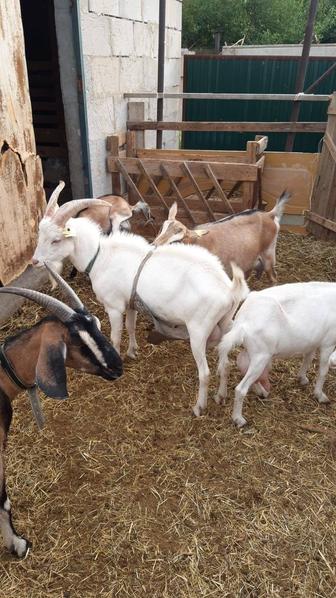 Чисто породные молочные козы