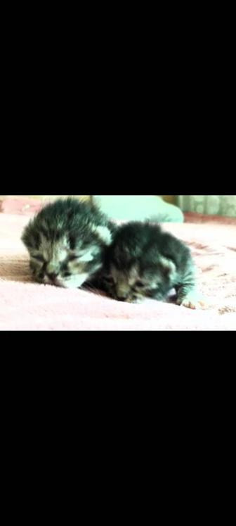 Новорожденные котята (10 дней)