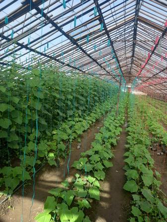 Услуги агроном тепличных хозяйств опыт большой работаю по всему Казахстану