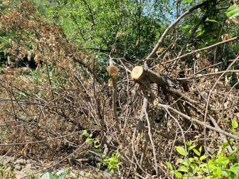 Уборка территории копаем пилим деревья помощь по дому чистка канализации
