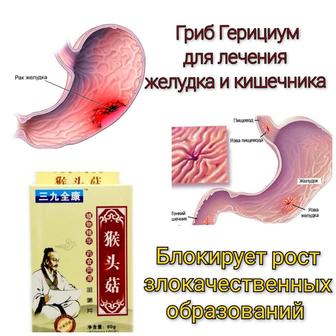 Гриб герициум для лечения желудка, кишечника и поджелудочной железы оригина