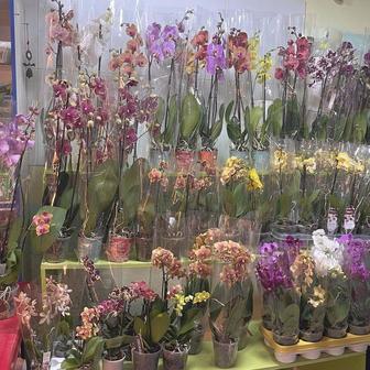 Продаю орхидеи