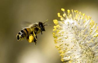 Пыльца (обложка пчелиняя)