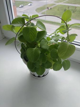 Комнатное растение Мята