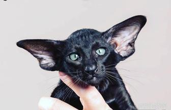 Шикарные Чёрные котята! Ориенталы