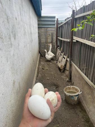 Продается яйца для инкубации