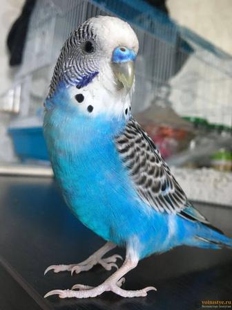 Продам волнистые голубые попугаи