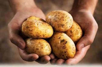 Продам картофель дачный