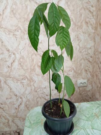 Авокадо растение и подарок