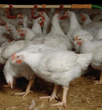 Бройлерные цыплята живым весом на забой от 1кг до 3кг