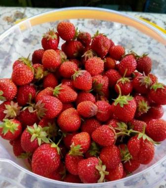 Клубника смородина малина вишня облепиха ягоды жидек овощи фрукты