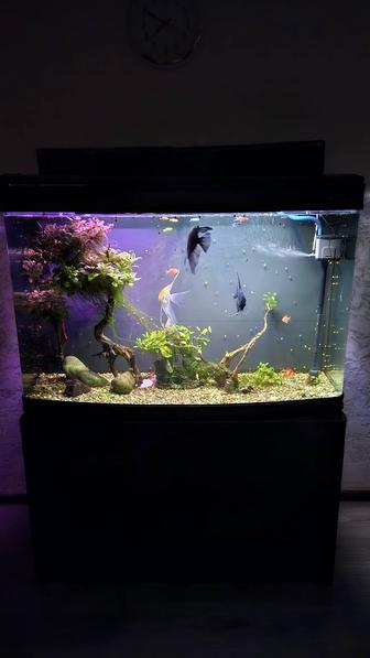 Продам аквариум с рыбками и оборудованием