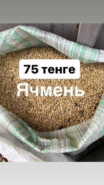 Продам КОРМА ЗЕРНО КОМБИКОРМ