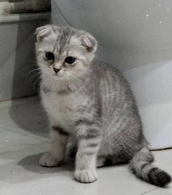 Продается котенок (девочка) шотландская вислоухая. Окрас серый тигровый.