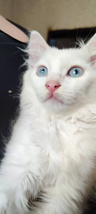 Котенок белый турецкая ангора , 2.5 месяца