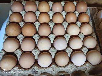 Продаются яйца на инкубацию утка Агидель